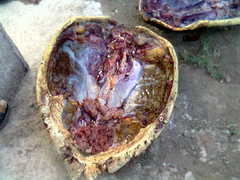 Eretmochelys imbricata