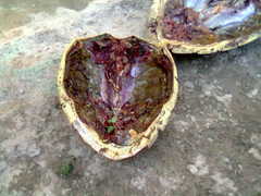 Eretmochelys imbricata