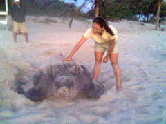 Dermochelys coriacea