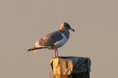Larus argentatus × glaucescens