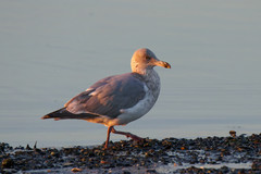 Larus argentatus × glaucescens