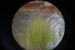 Epilobium hirsutum