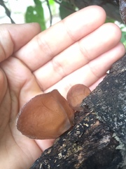 Auricularia