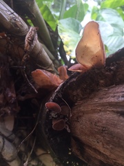 Auricularia
