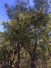 Leptospermum whitei