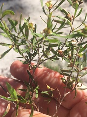 Leptospermum whitei