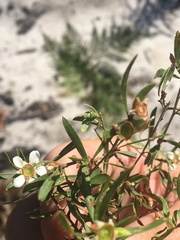 Leptospermum whitei