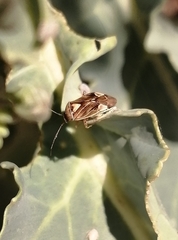 Lygus lineolaris