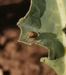 Lygus lineolaris