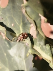 Lygus lineolaris