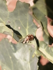 Lygus lineolaris
