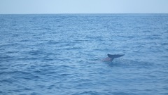 Stenella longirostris