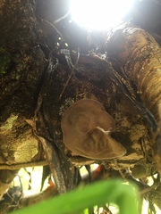Auricularia