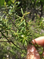 Styphelia leptospermoides