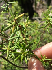 Styphelia leptospermoides