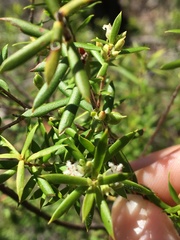 Styphelia leptospermoides