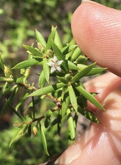 Styphelia leptospermoides