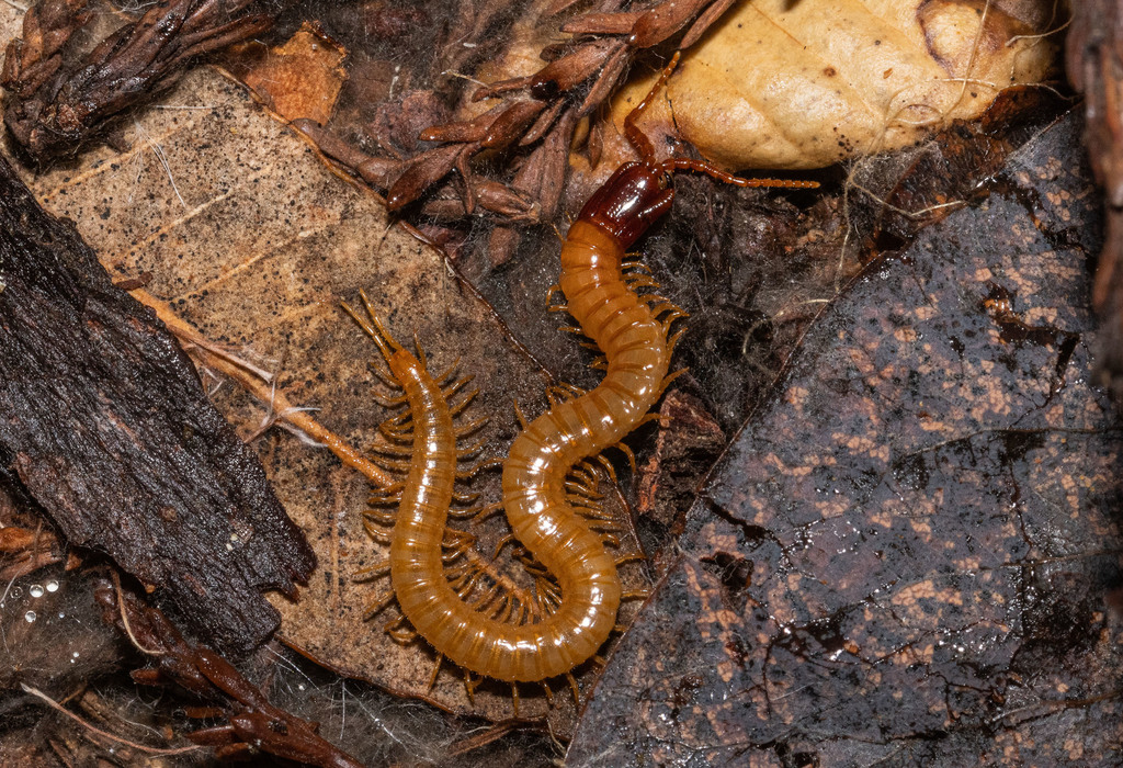Dicellophilus limatus