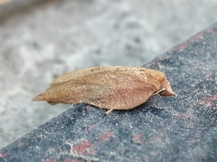 Amorbia