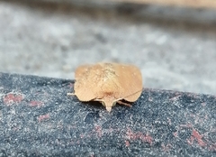 Amorbia