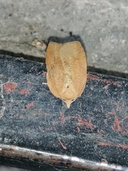 Amorbia