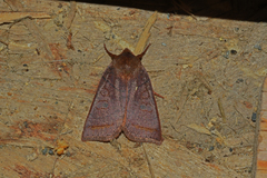 Epiglaea apiata