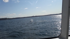 Megaptera novaeangliae