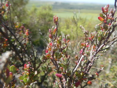 Manochlamys albicans