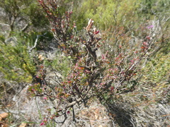 Manochlamys albicans