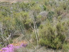 Asparagus mariae