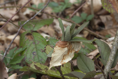 Paeonia caucasica