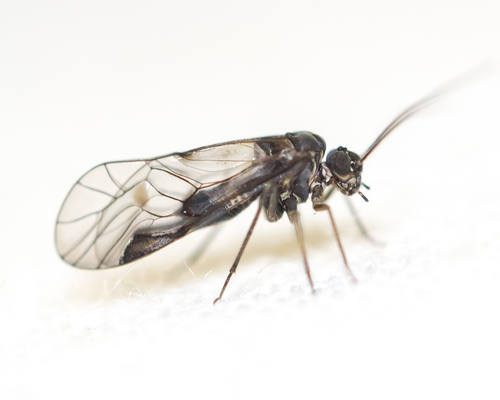Amphigerontia nuotrauka