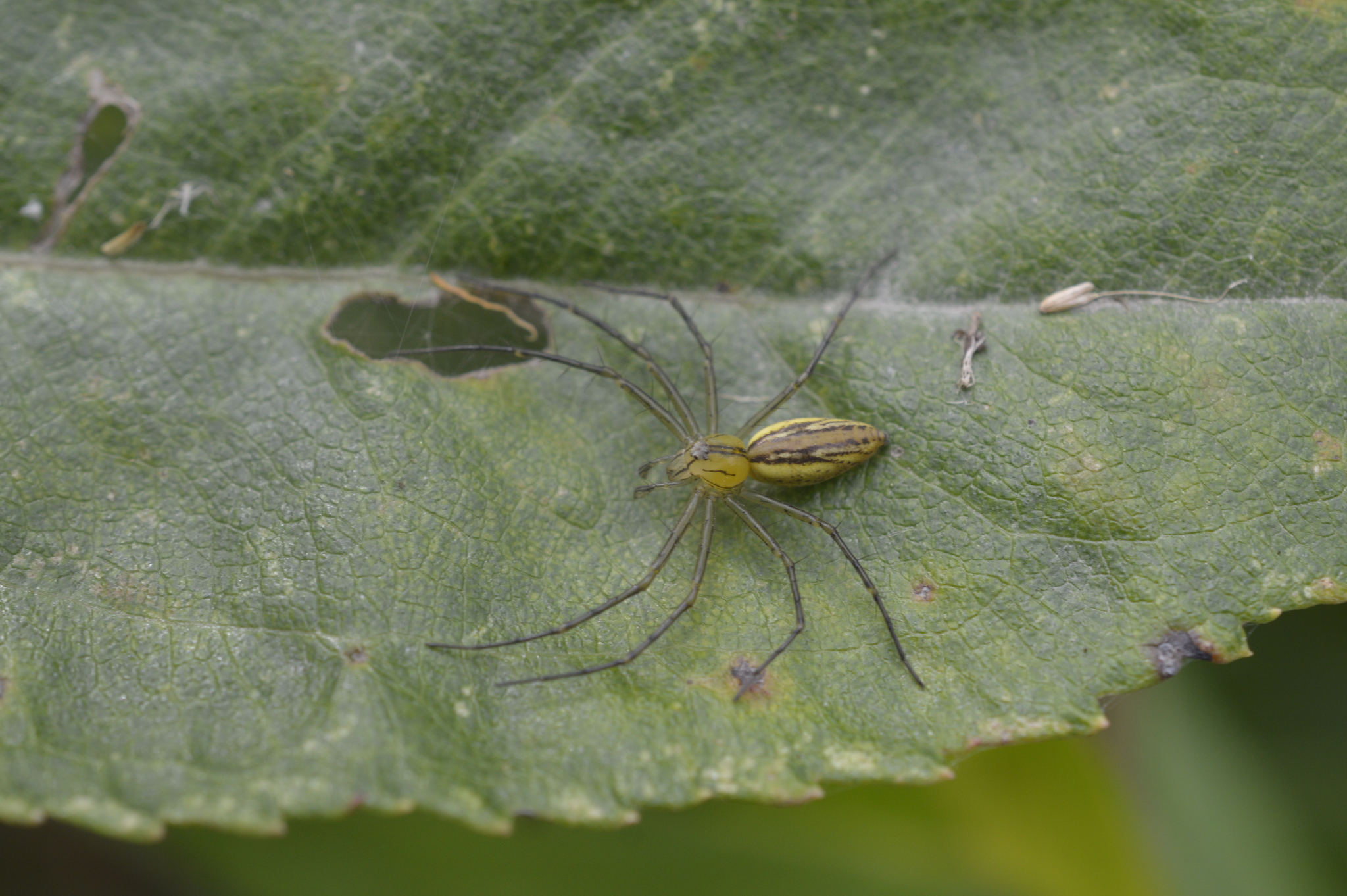 Peucetia image