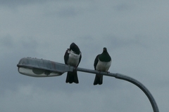 Hemiphaga novaeseelandiae