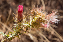 Cirsium arizonicum arizonicum