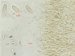 Dacrymyces chrysocomus