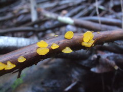 Dacrymyces chrysocomus
