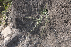 Nanorrhinum incanum