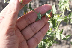 Nanorrhinum incanum