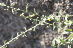 Nanorrhinum incanum