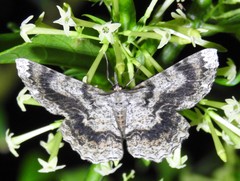 Amblychia subrubida