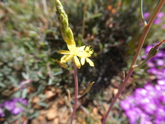 Bulbine praemorsa