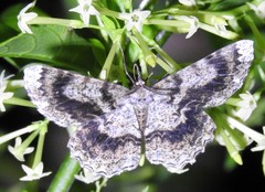Amblychia subrubida