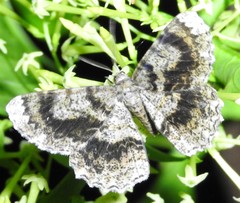 Amblychia subrubida