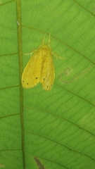 Artaxa guttata
