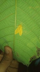 Artaxa guttata