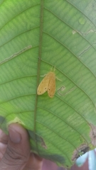 Artaxa guttata