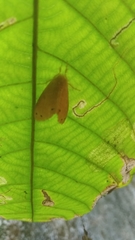 Artaxa guttata