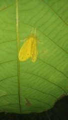 Artaxa guttata