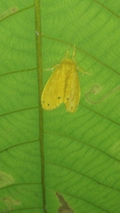 Artaxa guttata